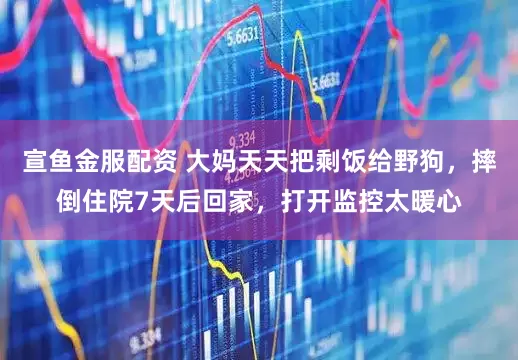 宣鱼金服配资 大妈天天把剩饭给野狗，摔倒住院7天后回家，打开监控太暖心